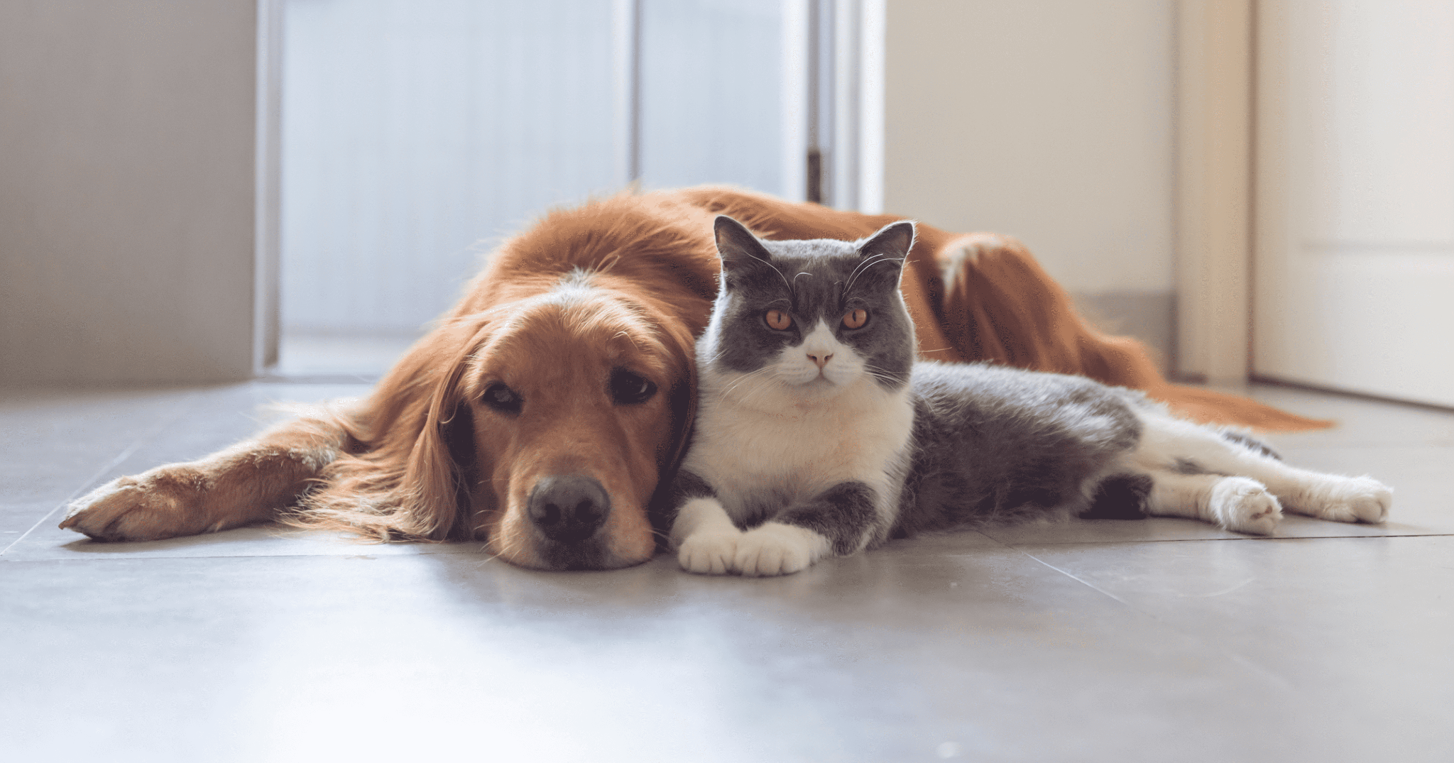 capire la relazione tra cane e gatto