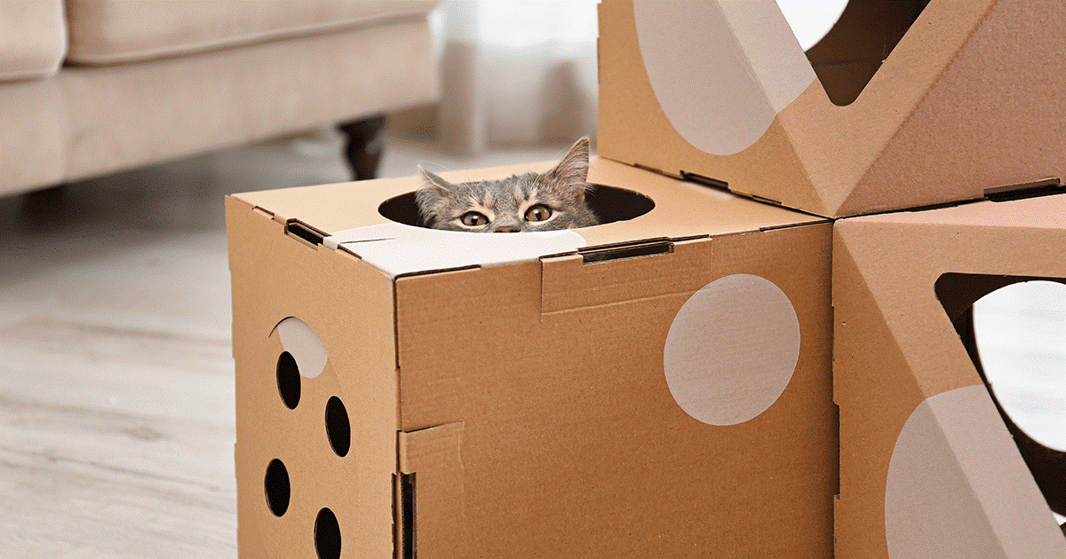 castello di cartone per gatti