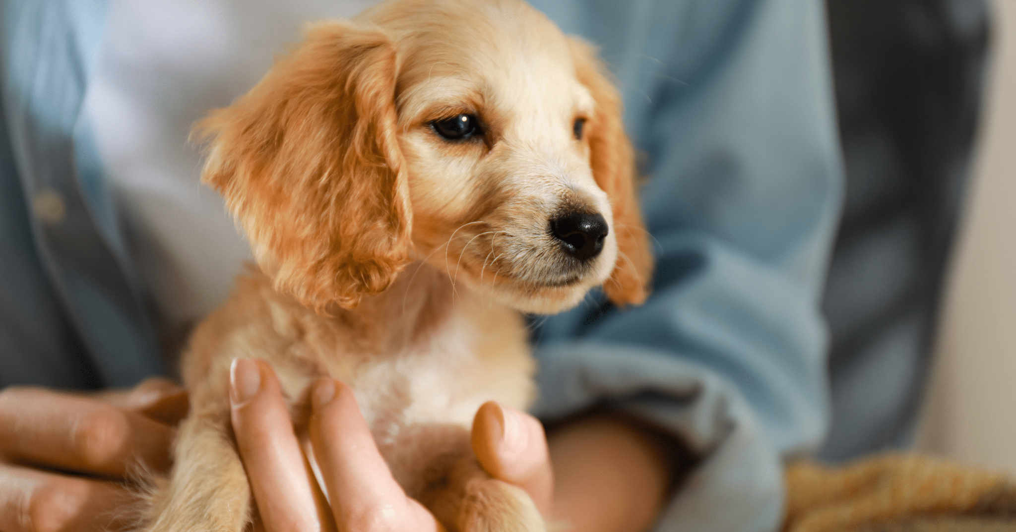 consigli per i problemi comportamentali del cucciolo