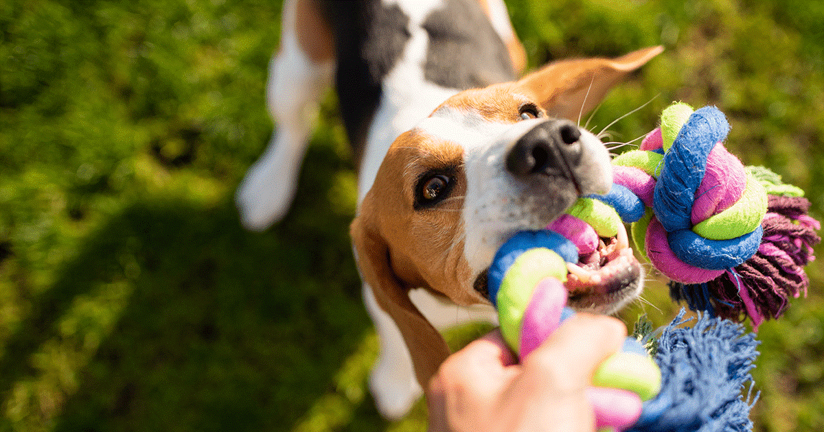 corda fai da te per il cane