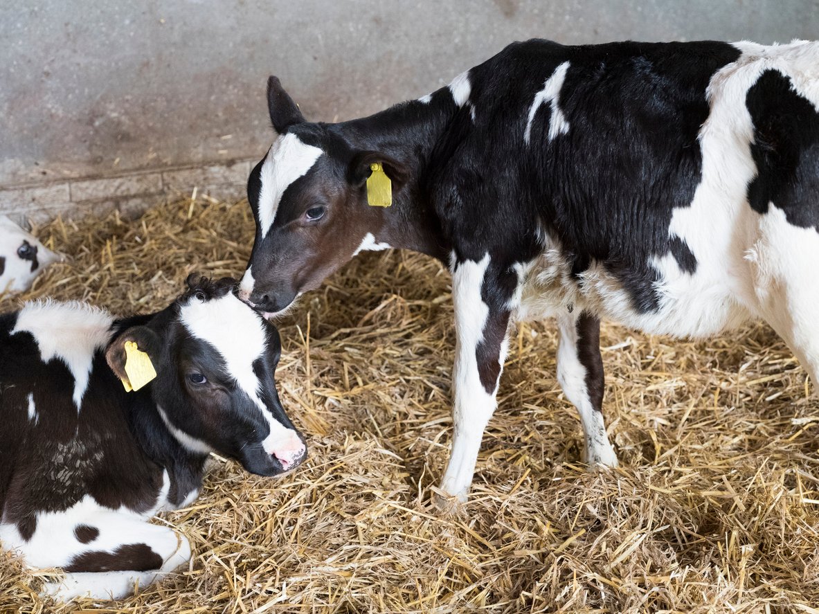 How to manage clinical cryptosporidiosis in calves?