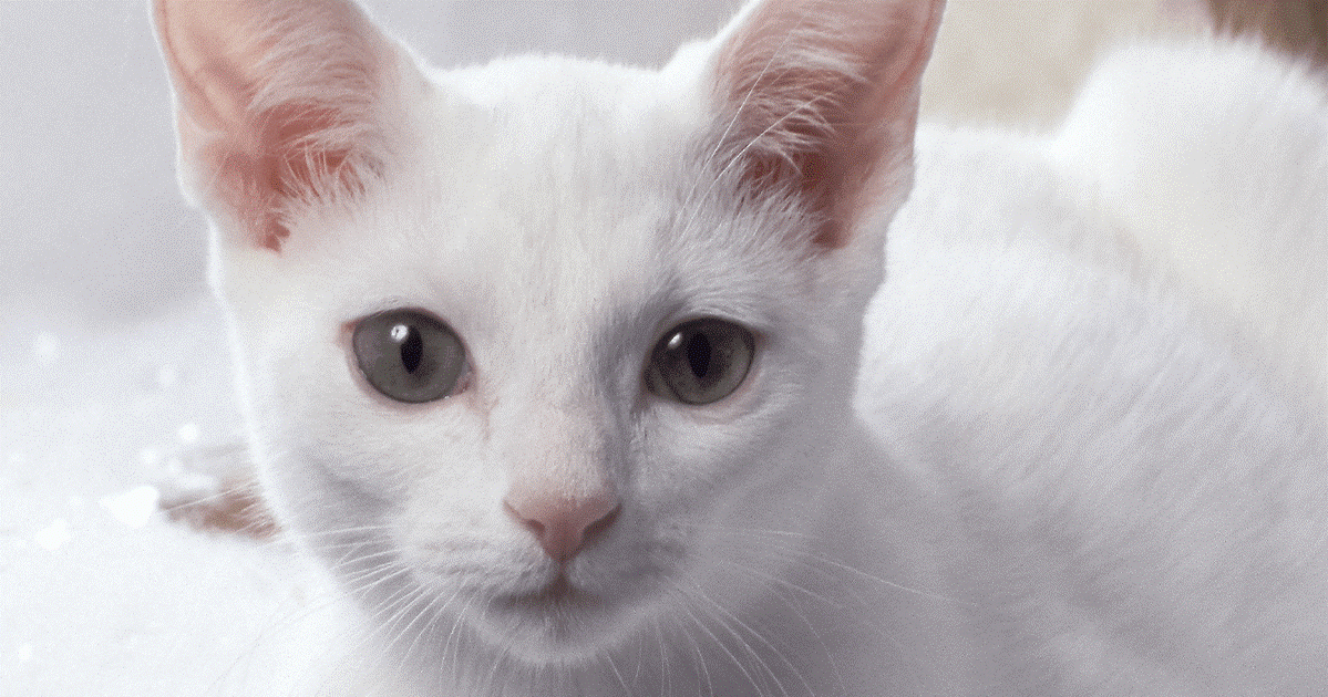 curiosità sul gatto russian white