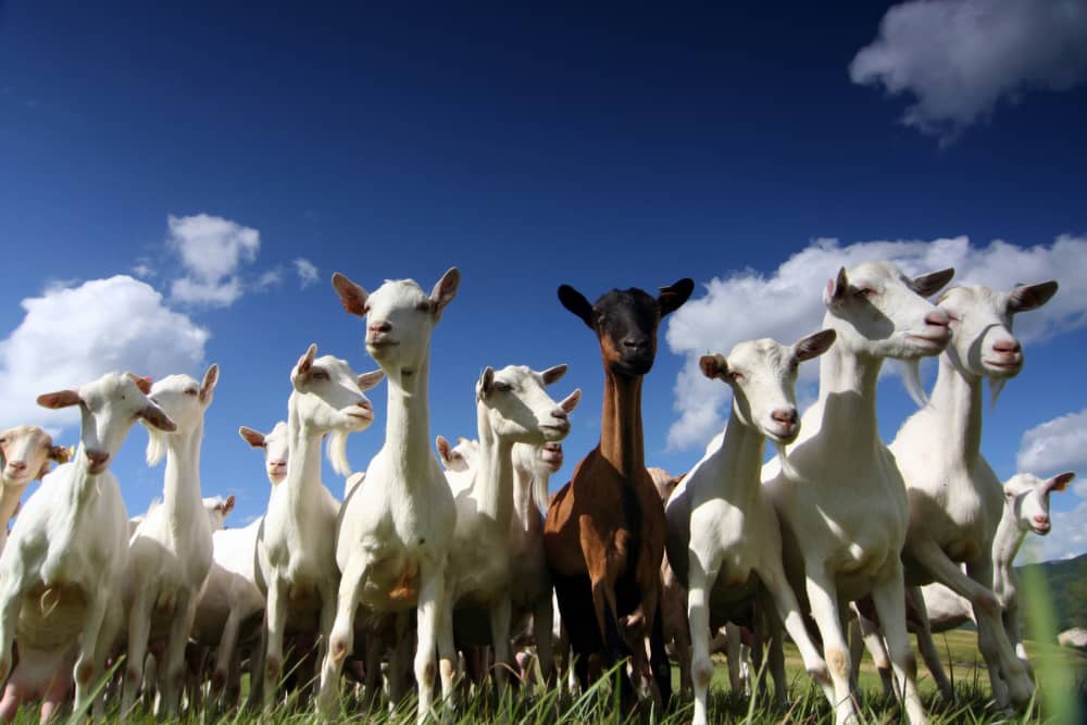 desparasitar cabras