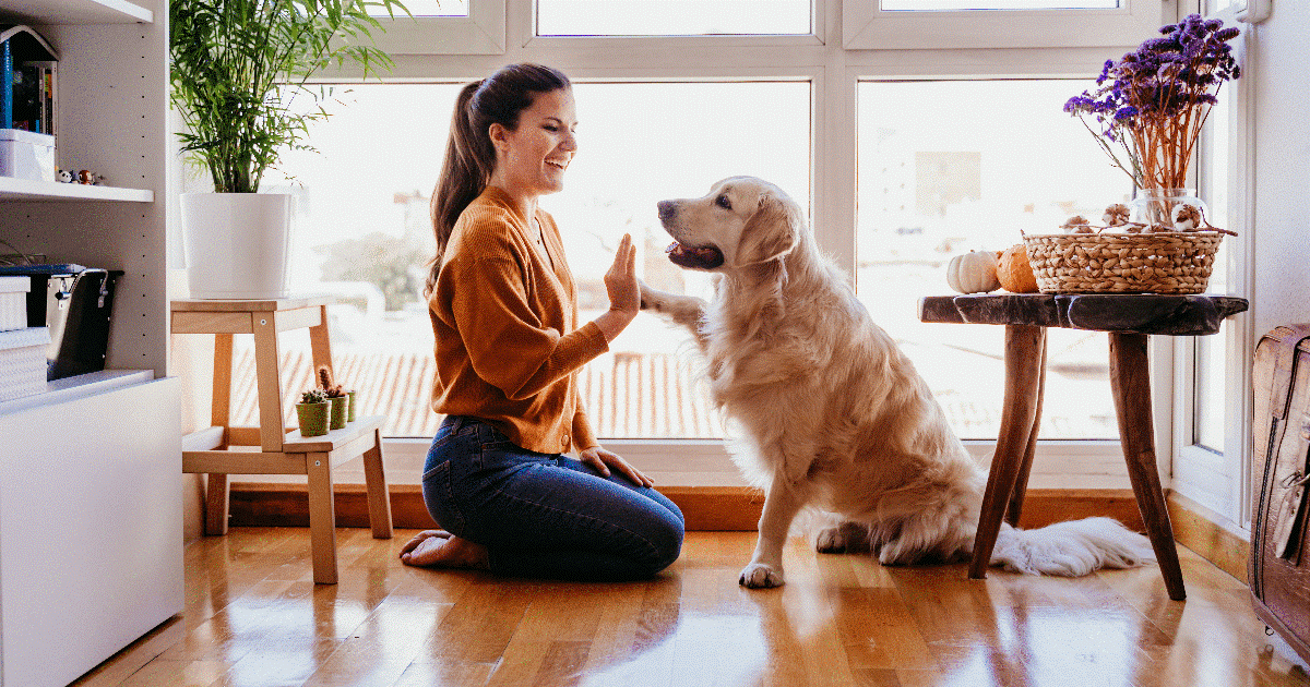 donna da la zampa al cane nel suo salotto