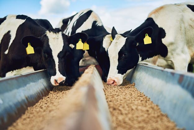 enfermedades vacas