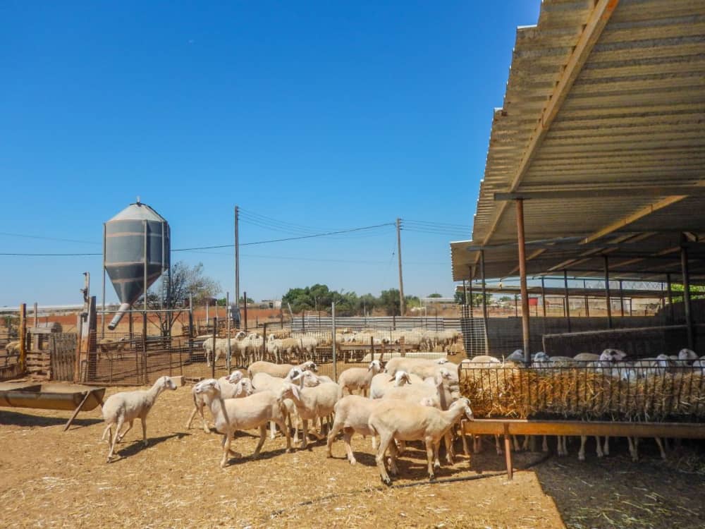 Las ovejas necesitan sombra para disminuir el estrés por calor.