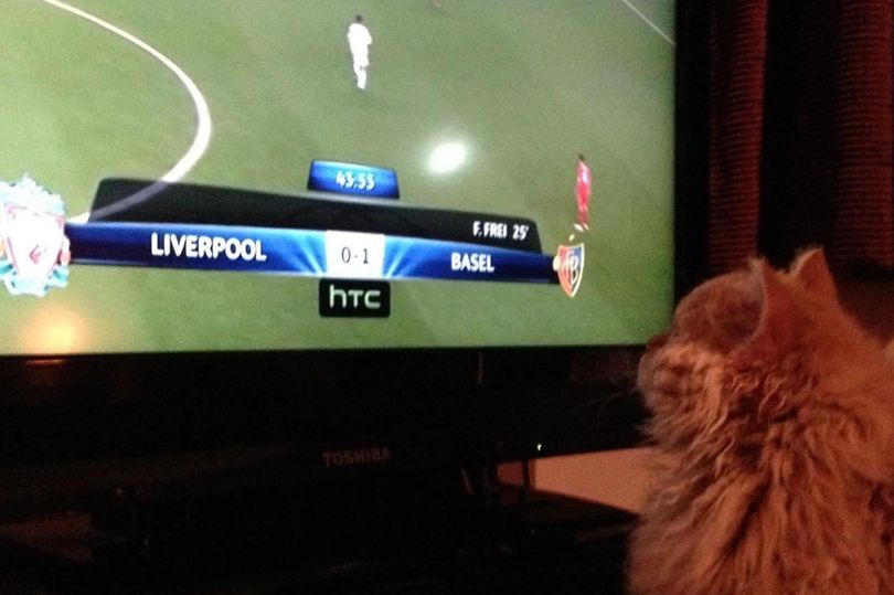 gatti che guardano il calcio