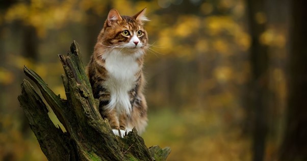 gatti salgono sugli alberi