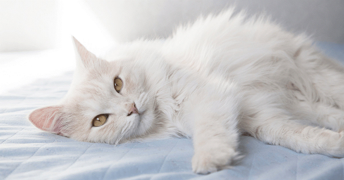 gatto bianco su telo