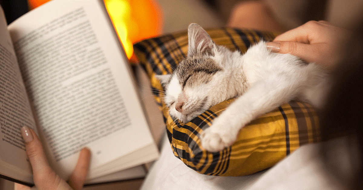 gatto con il libro