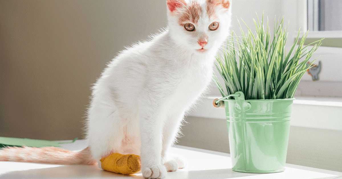 gatto davanti al vaso di erba gatta