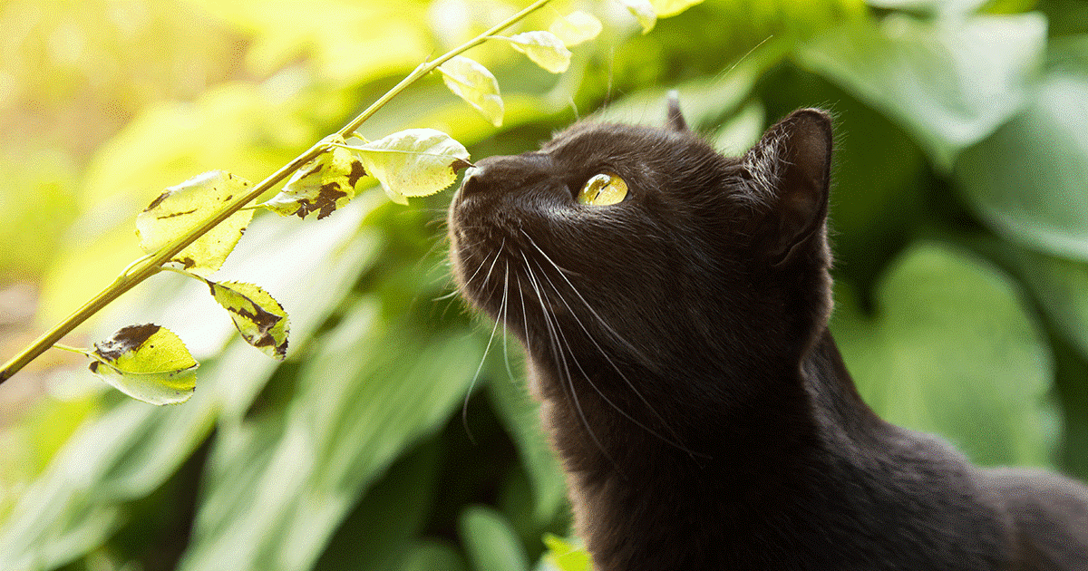gatto nero annusa folgia