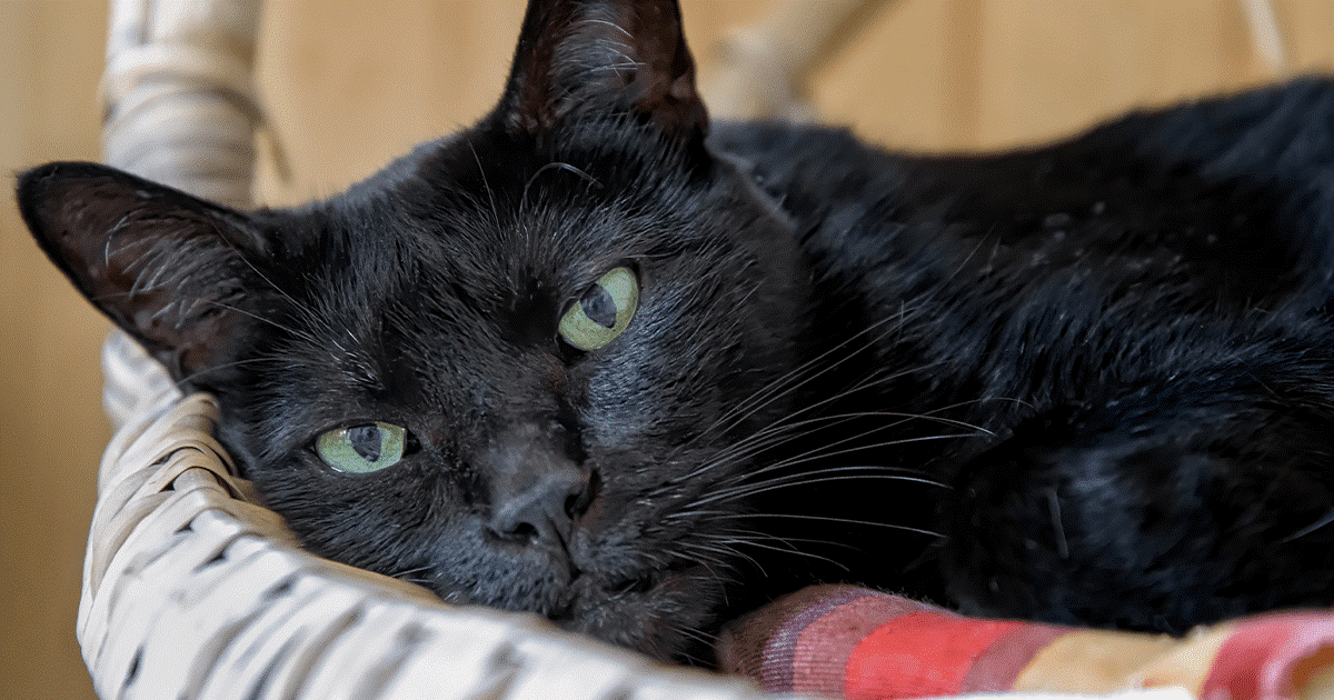 gatto nero nel cesto