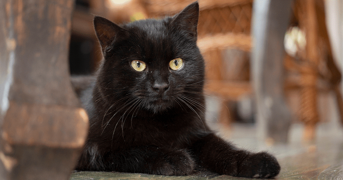 gatto nero sotto il tavolo