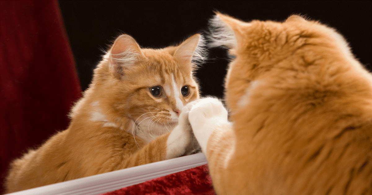 gatto rosso si guarda nello specchio