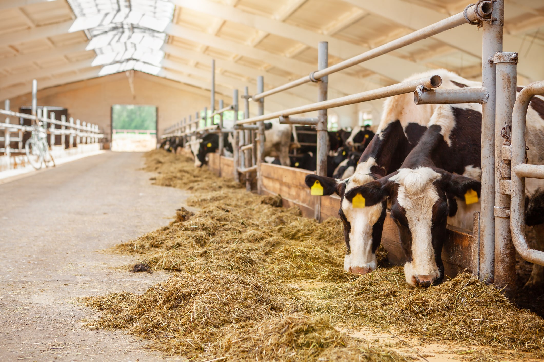 Global dairy production: Top 10 largest dairy farms in the world