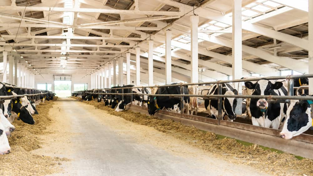 granjas de vacas