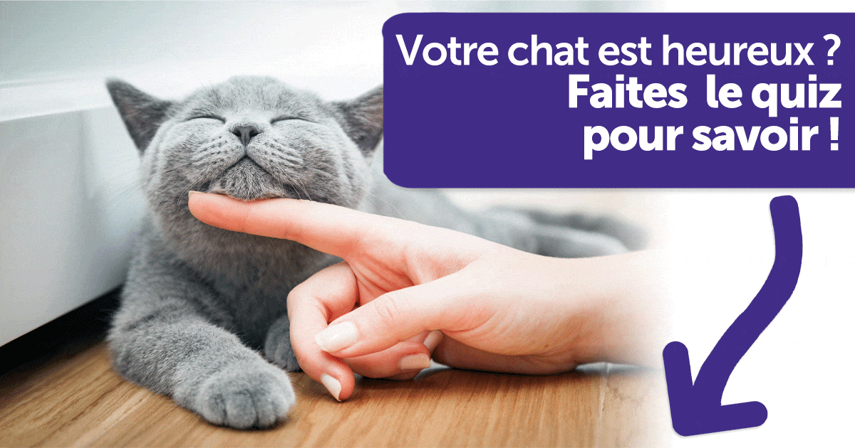 happy_cat_fr
