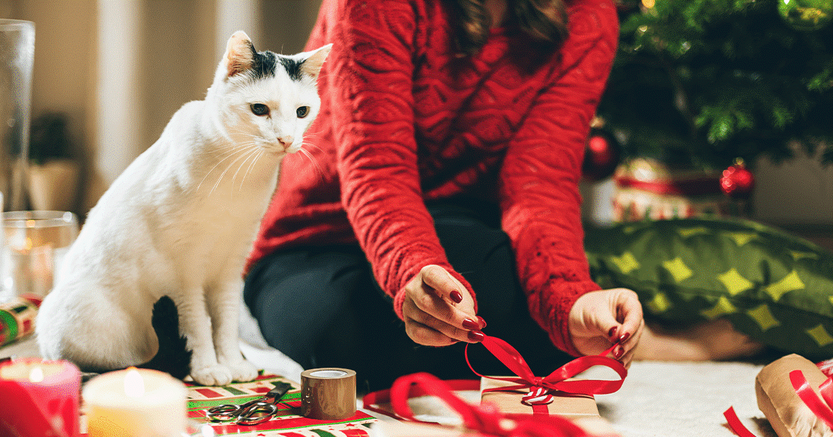 il gatto e gli ospiti di Natale in casa