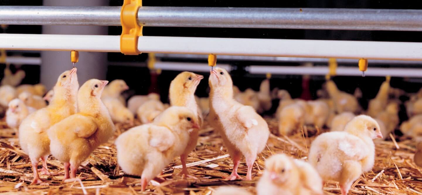 infectious bronchitis control