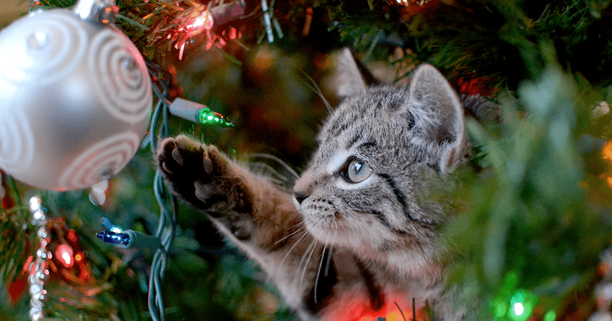 la gestione del gatto nel periodo natalizio