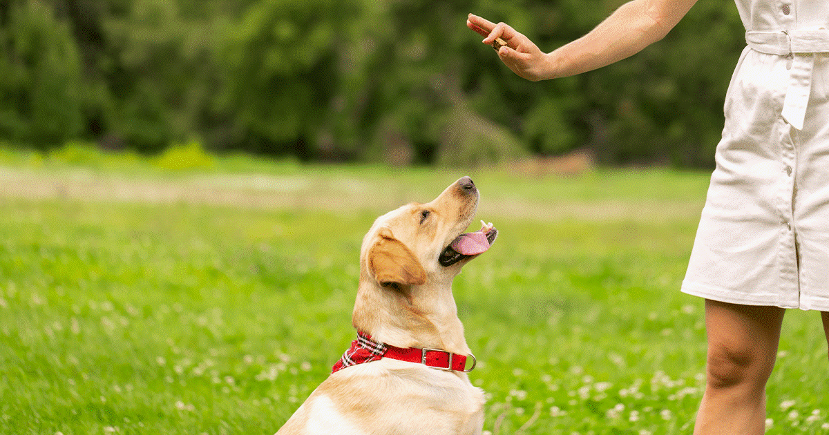 labrador addestrato a sedersi