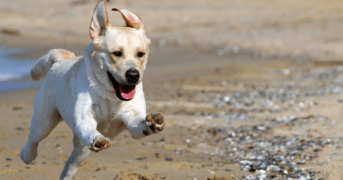 labrador corre sulla spiaggia