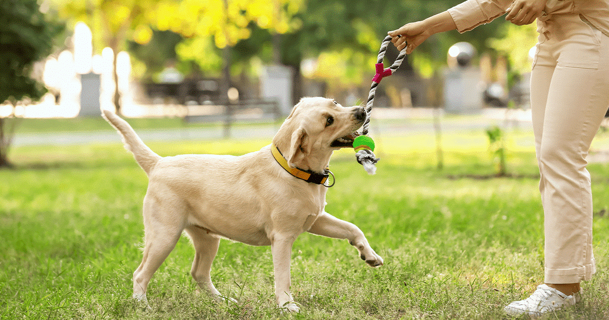 labrador gioca con un masticatore del suo padrone