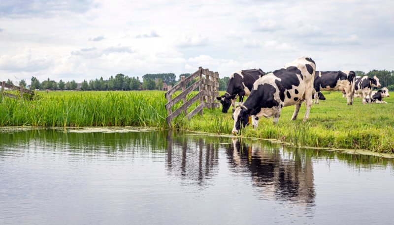 leptospirosis