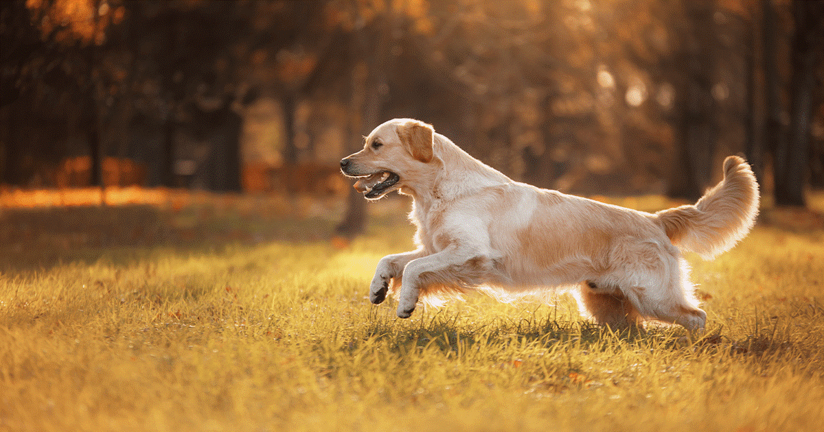 manto dei golden retrievers