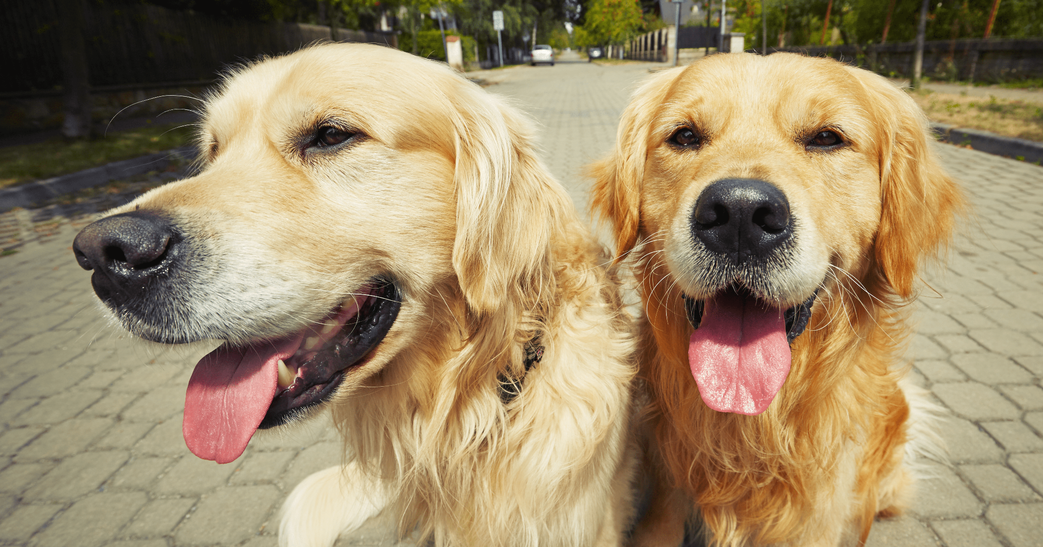 momenti imbarazzanti cani