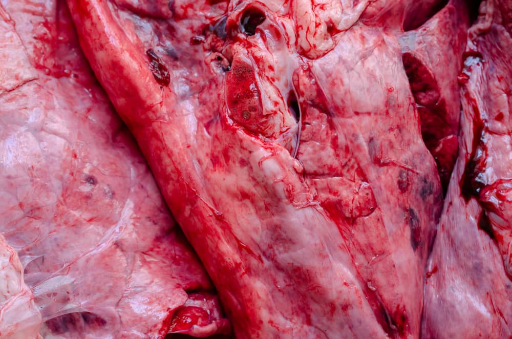 pulmones tuberculosis bovina