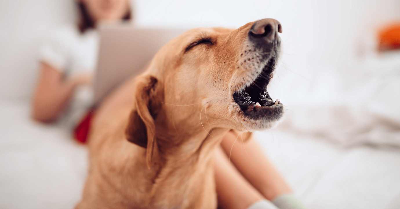 perché il cane abbaia e ringhia agli ospiti