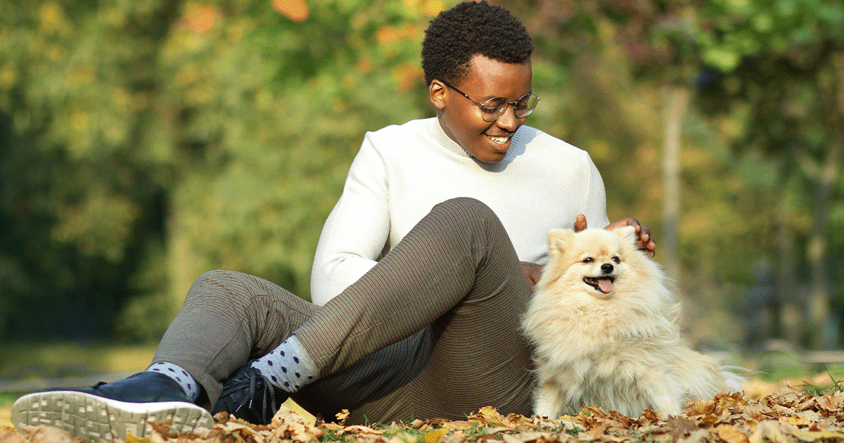 piccolo pomerania che è accarezzato dal su padrone