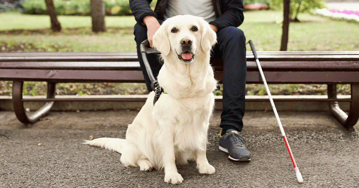 prendersi cura di un golden retriever