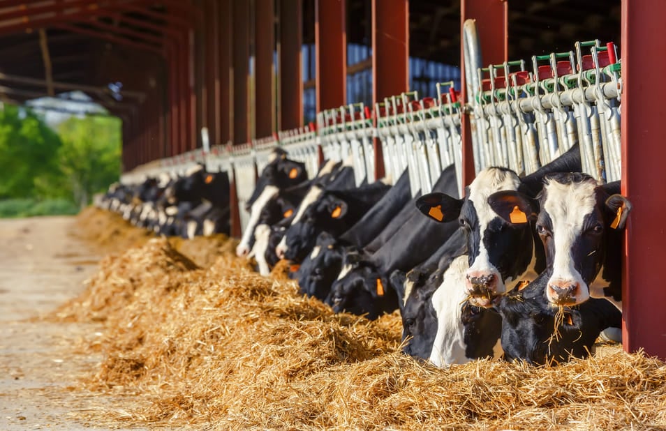 q fever in cattle