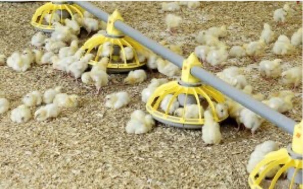 poultry-infectious-bronchitis