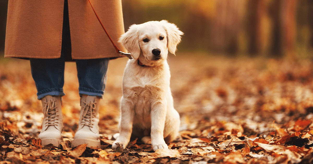 salute dei golden retriever