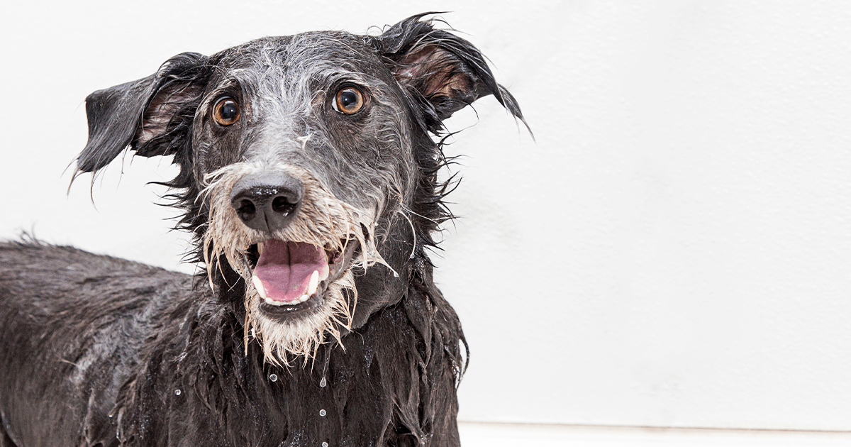 Einen Hund baden: Anleitung aus der Sicht eines Hundes
