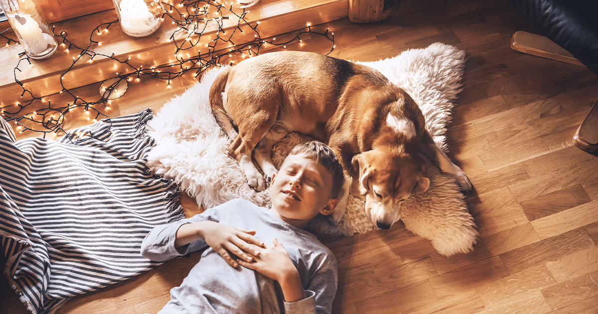 Weihnachtsbesuch steht an – So hilfst du deinem Hund bei seiner Angst vor fremden Menschen