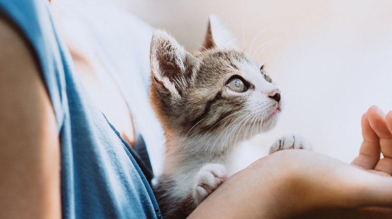 getigertes Kätzchen auf dem Arm, Urlaub, Katze allein lassen