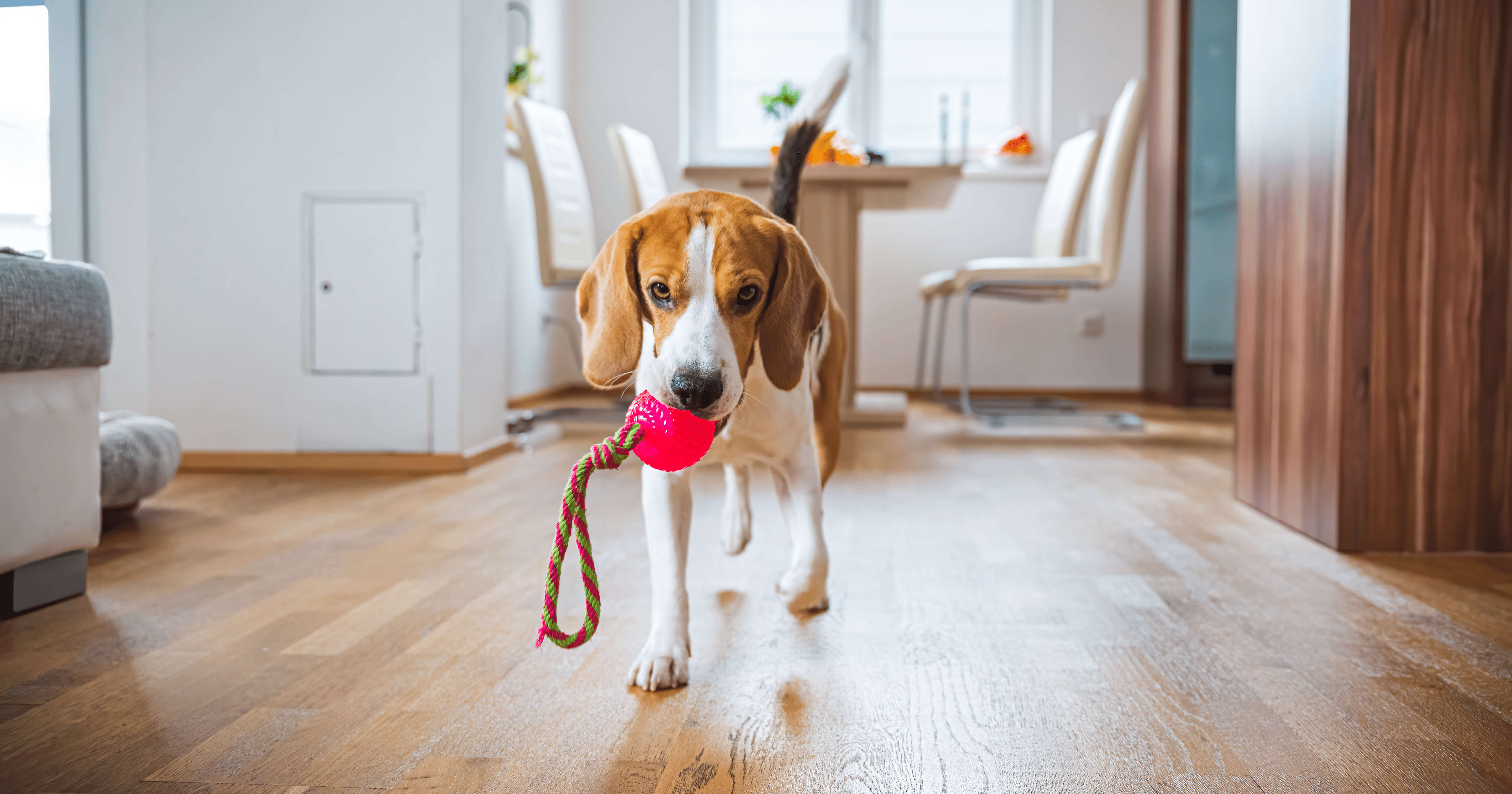 Dein Hund bleibt allein Zuhause? 13 Tipps, die ihm dabei helfen!