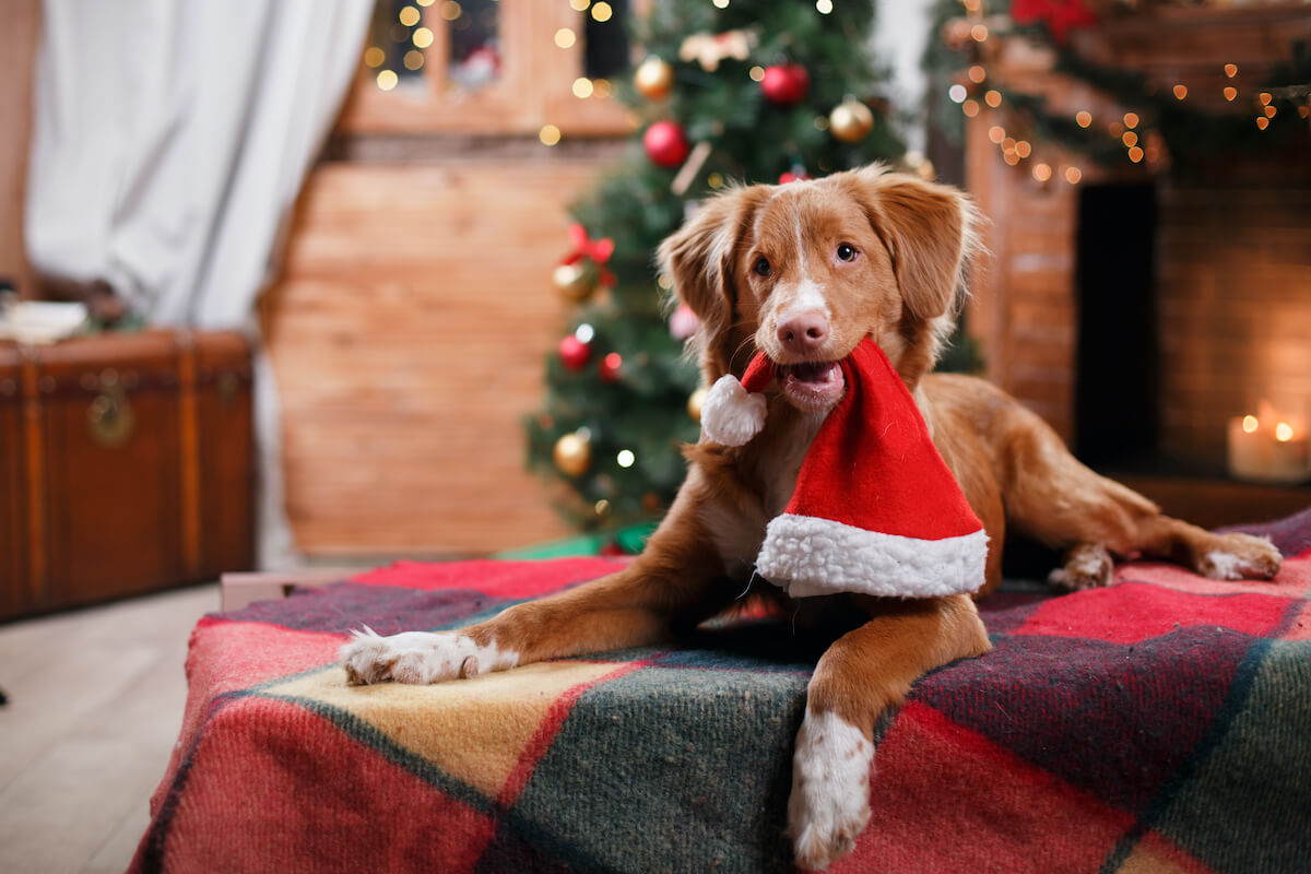 shutterstock_343154102-1-christmas-dog