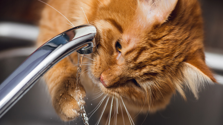 rote Katze trinkt aus Wasserhahn, Katze hasst Wasser, Katze liebt Wasser