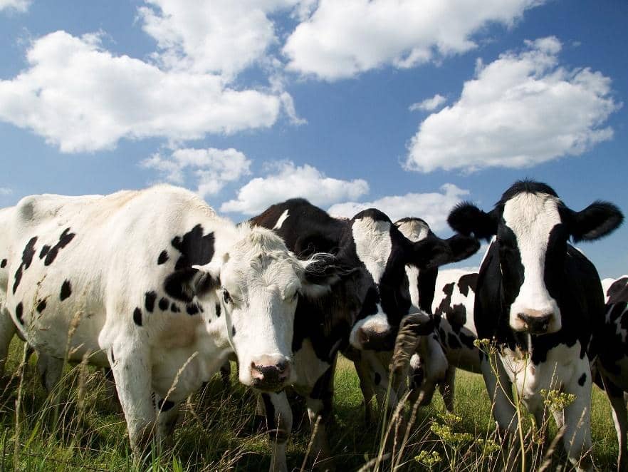 Sincronización de novillas de leche