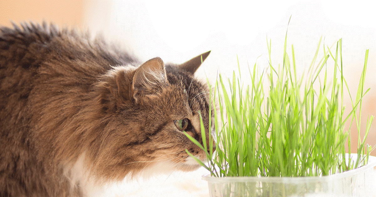 sistema olfattivo del gatto
