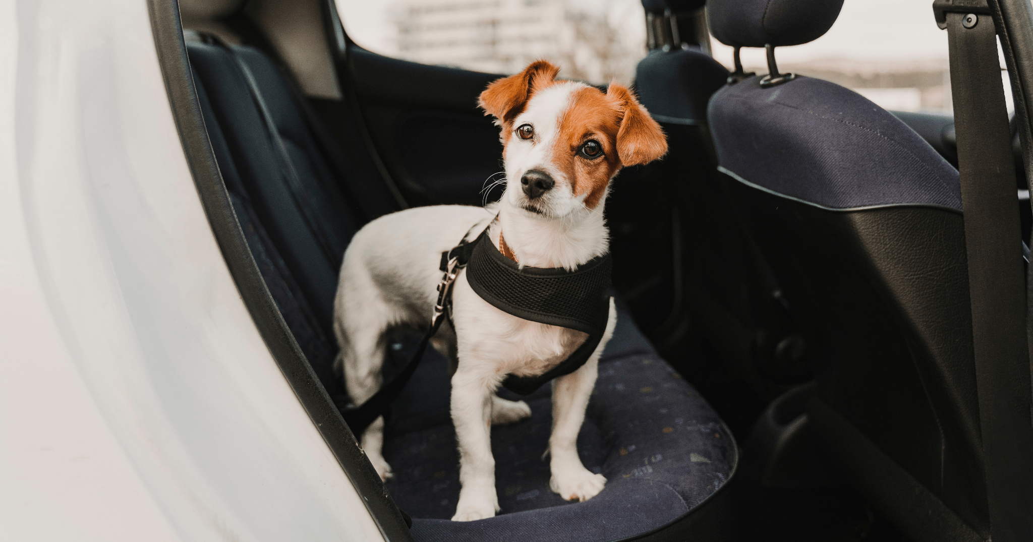 sistemi di ritenuta del cane in auto