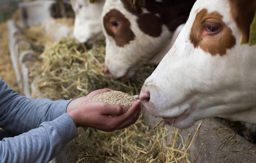tipos de alimentación animal