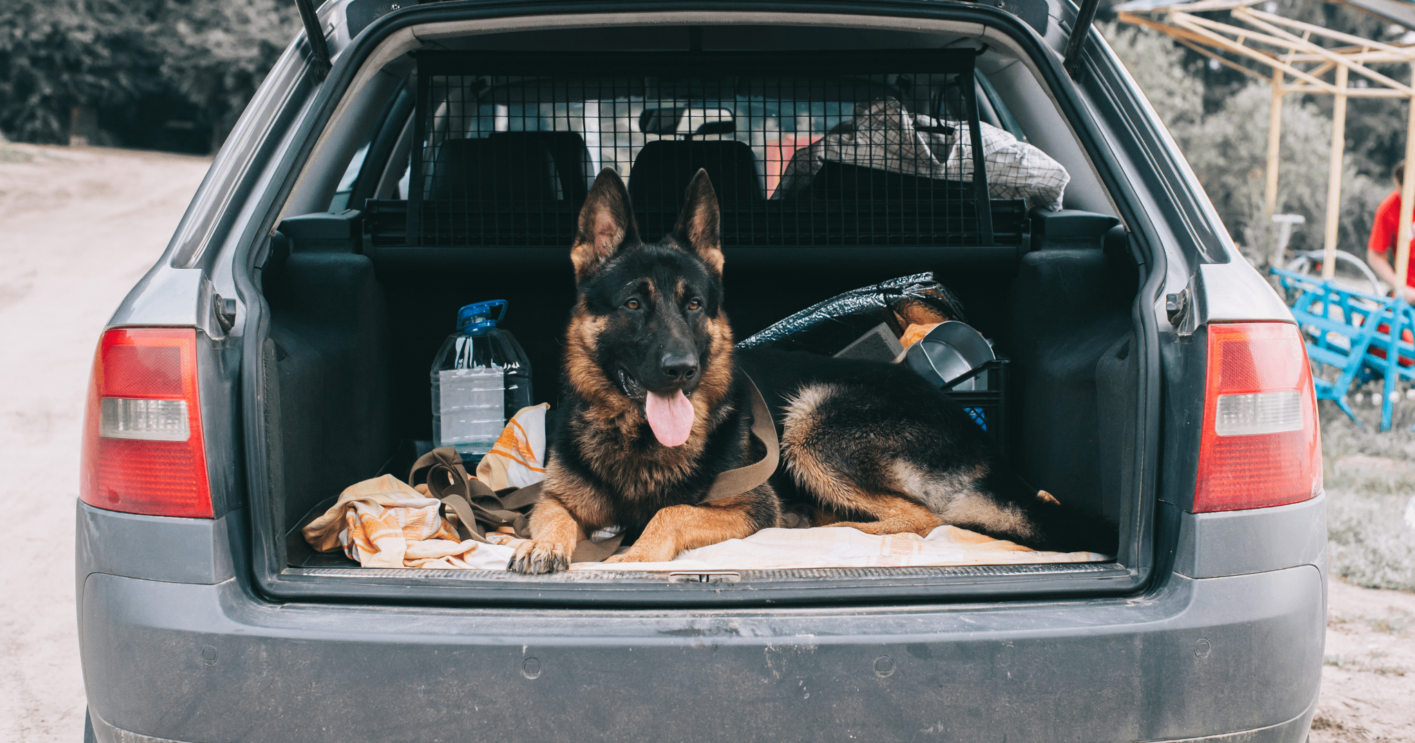 trasportare il cane in auto