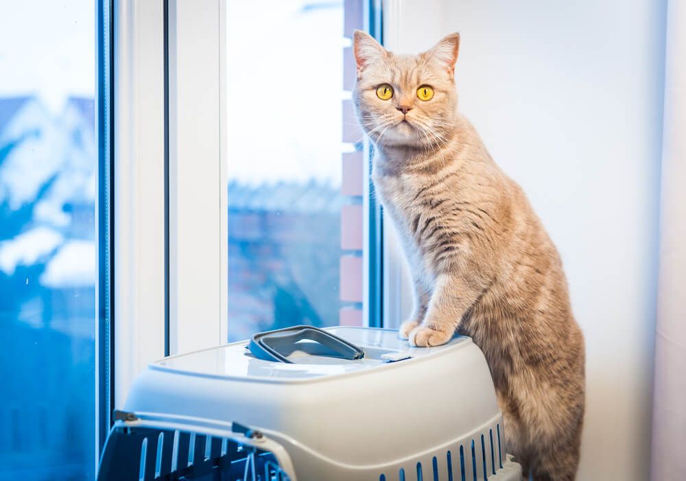 travel Cat sits on a pet carrier near window